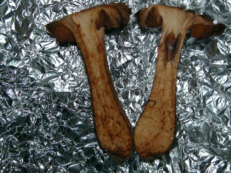 Gaspy � tornato e subito un Cortinarius